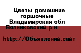 Цветы домашние горшочные - Владимирская обл., Вязниковский р-н  »    